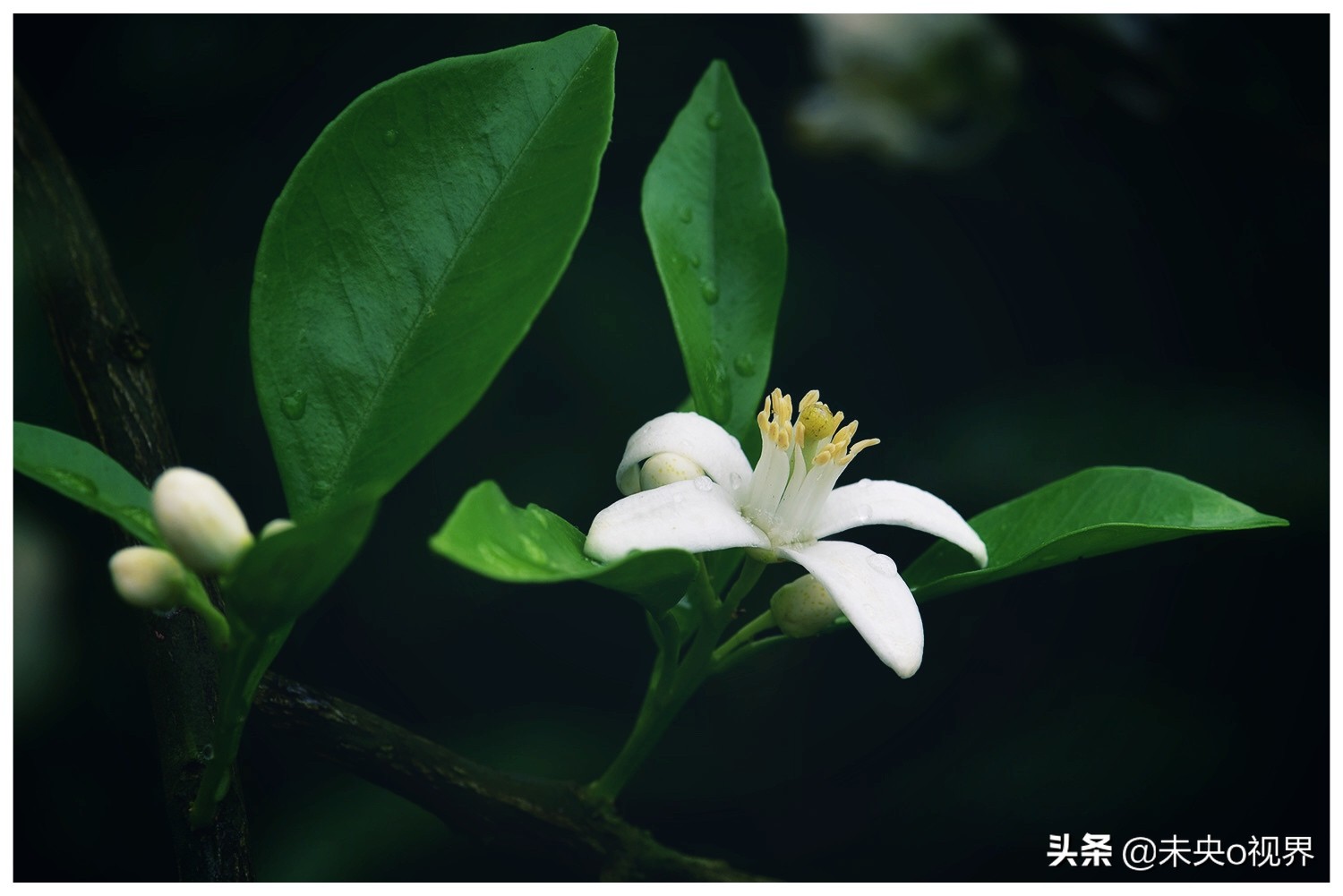 植物世界 l 苦橙花