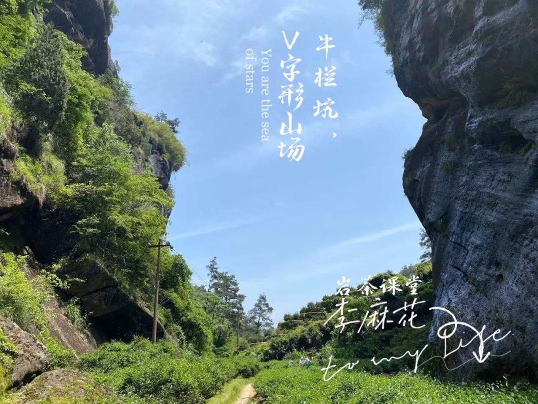 我从武夷山茶农手里买到的牛栏坑肉桂，700元一斤，便宜吗？