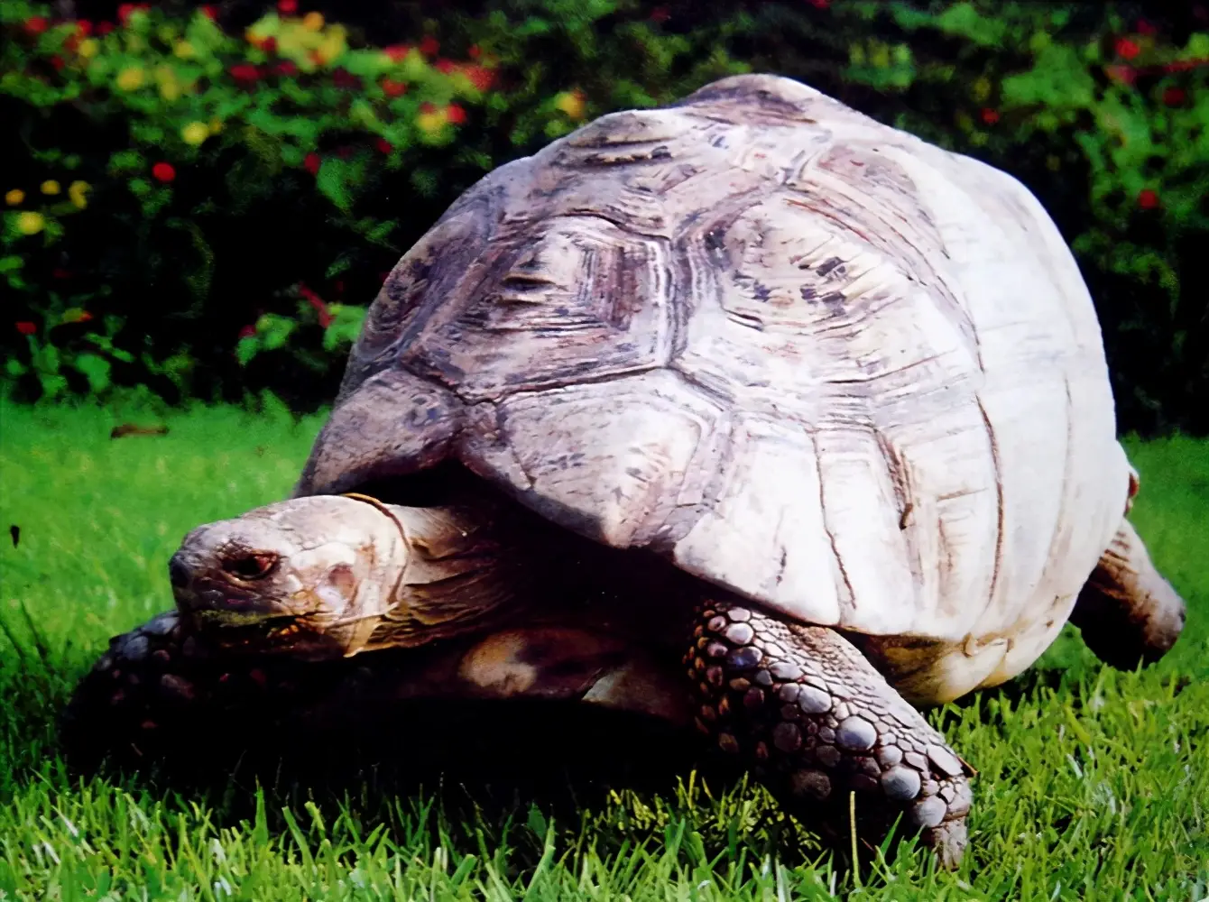 乌龟的种类图片及名称（乌龟的品种图片）