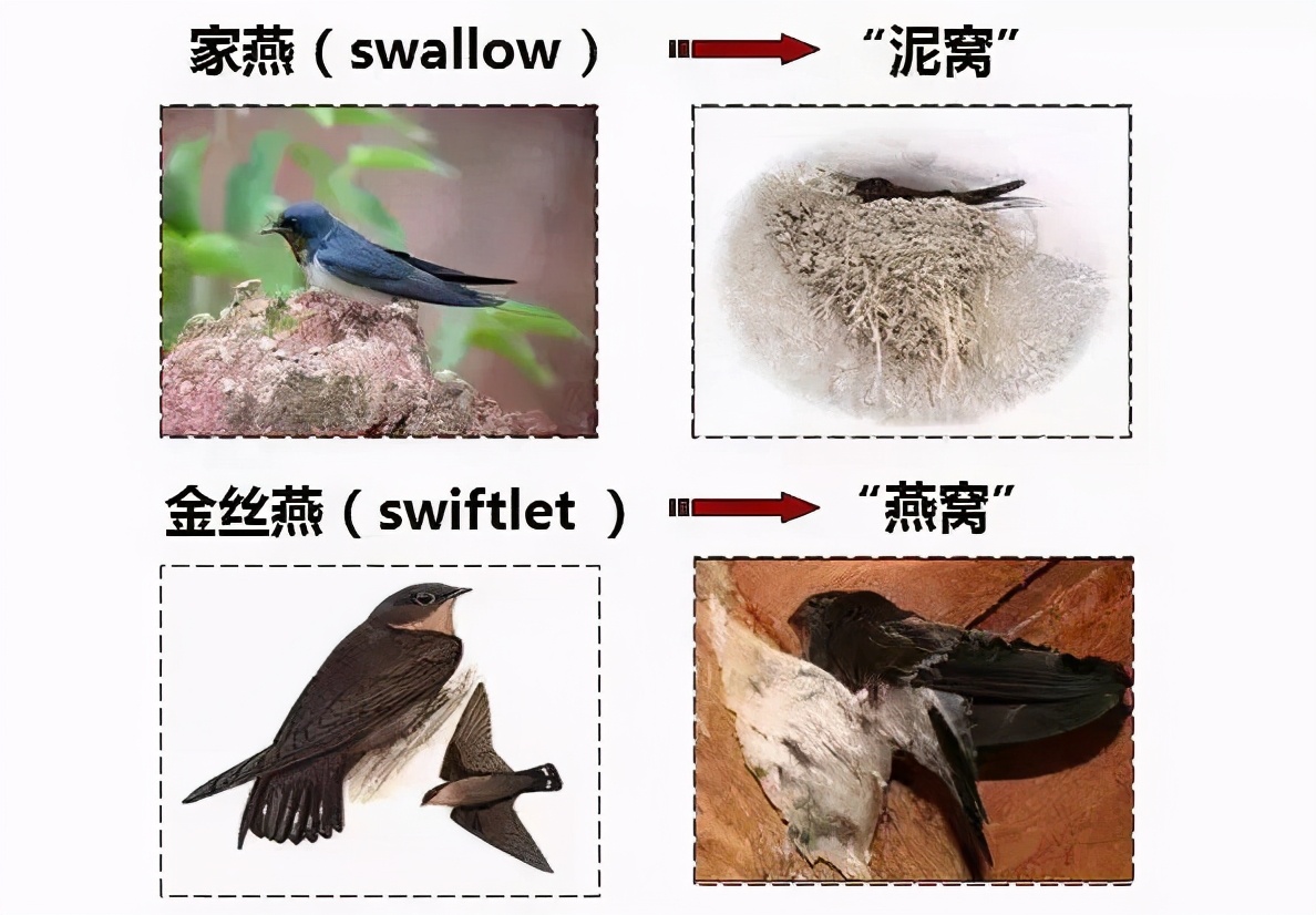 黄唇鱼鳔(全世界的渣渣，只有中国人当成宝的燕窝，真是燕子的口水吗？)