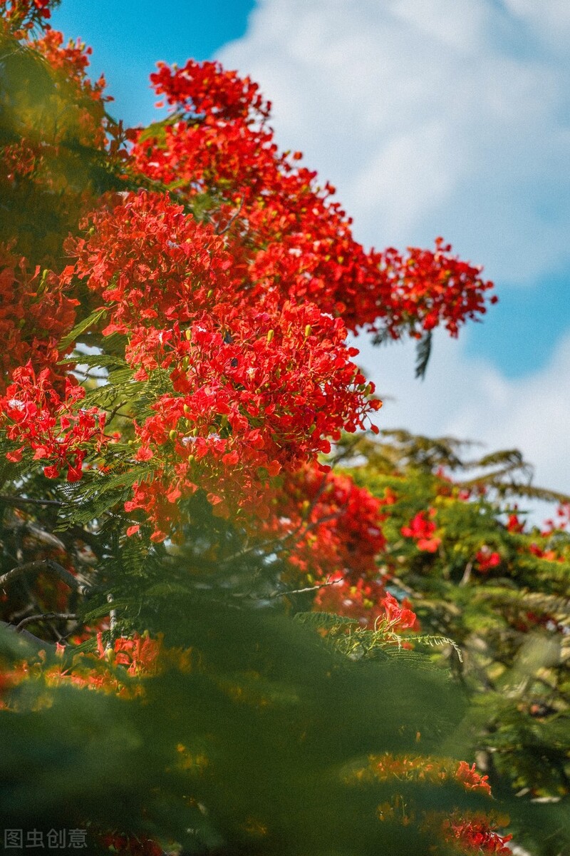 鳳凰花葉子怎麼養比較好乾貨