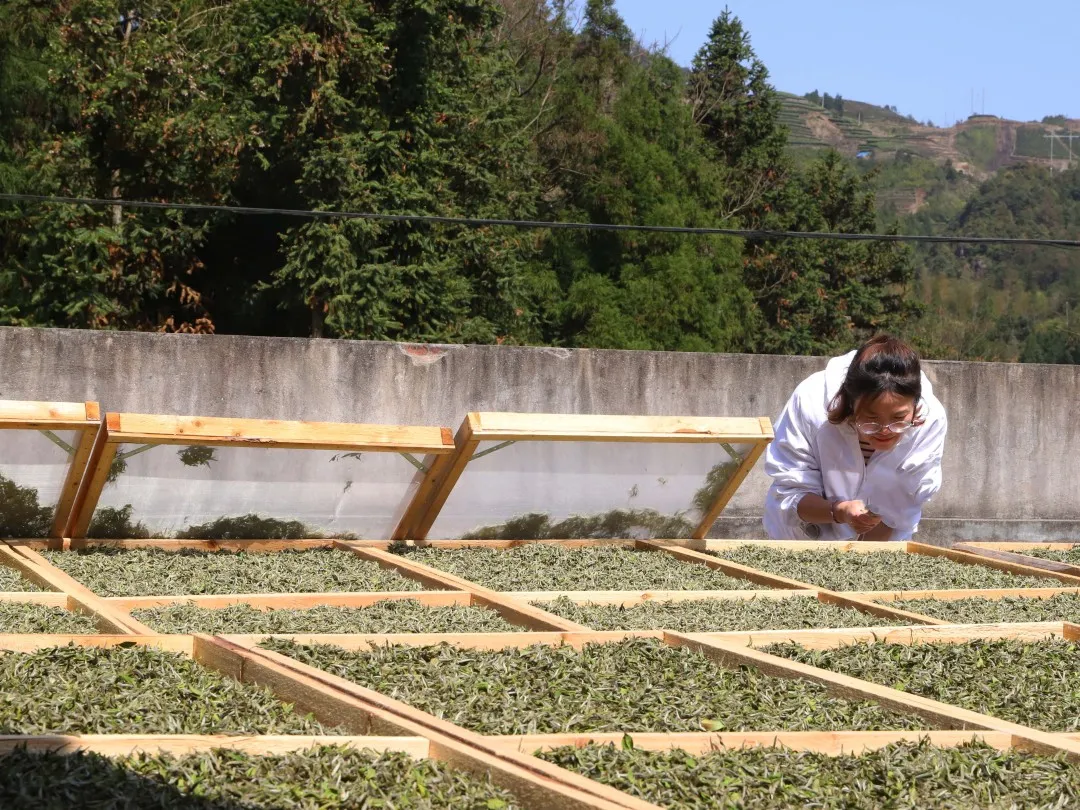 这些茶香味你感受过吗？（上）新白茶香气你喜欢哪种？吾雨茶课堂