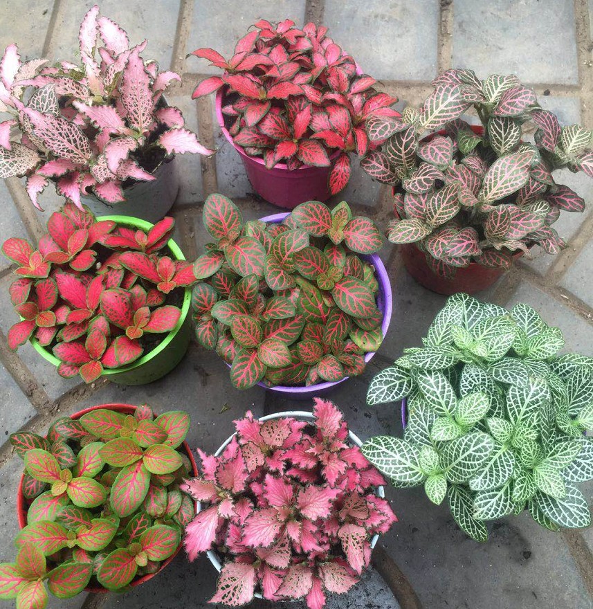 紫罗兰有毒吗（100种室内盆栽花草图鉴）