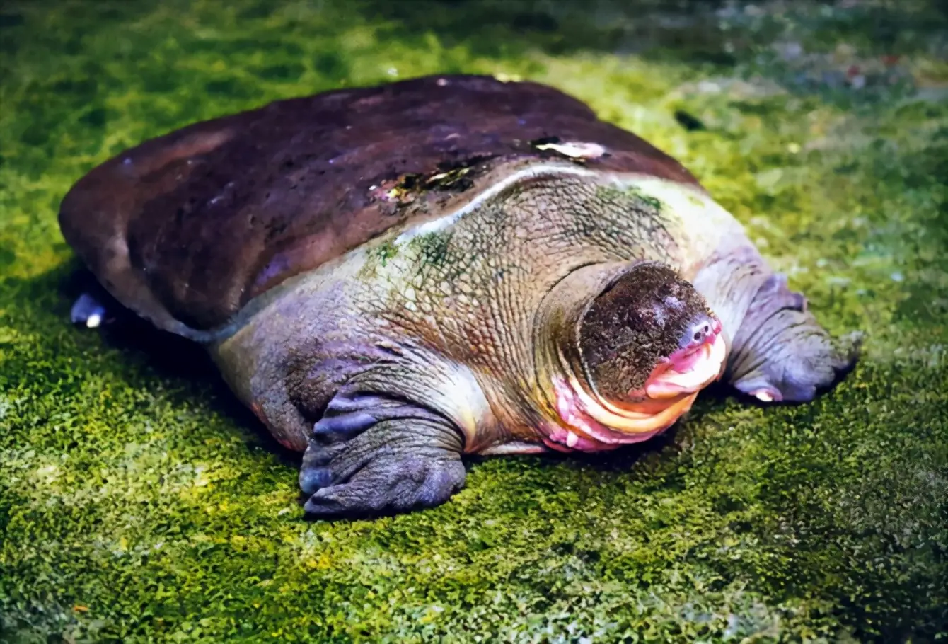 乌龟的种类图片及名称（乌龟的品种图片）