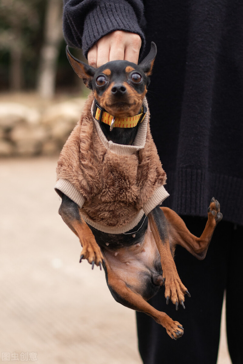 如何训练小鹿犬（小鹿犬的优缺点与训练方法）