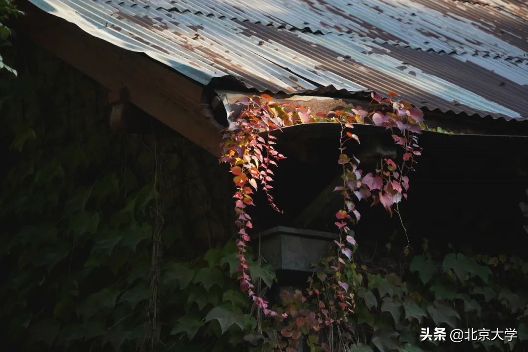 独家限定！北大赏秋地图来了