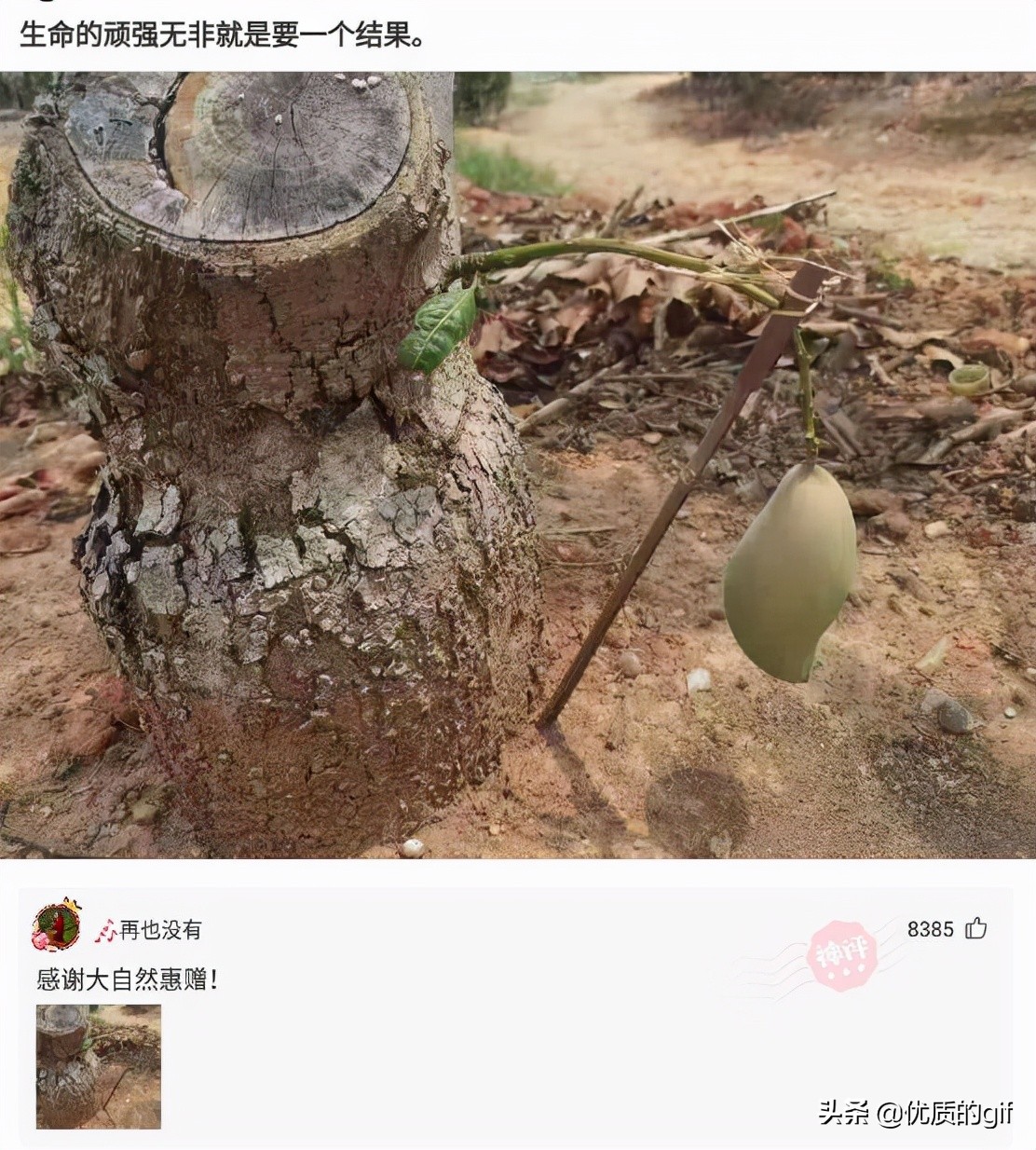 “大哥这驾照，我也是佩服了，警察叔叔都看懵了！”哈哈哈