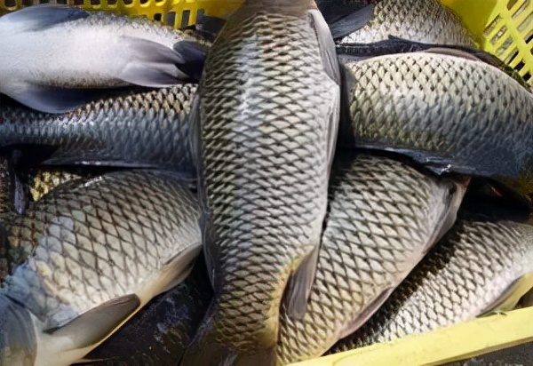 草魚養殖技術,草魚養殖技術與魚塘管理