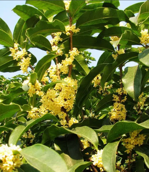 茉莉花開了 桂花也開了 看看木犀科家族還有哪些兄弟姐妹 天天看點