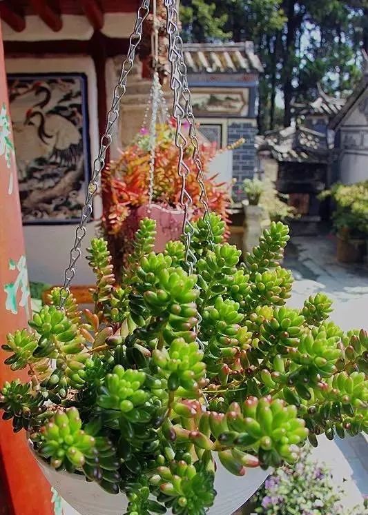 中国最文艺尼姑庵，不烧香只种花，美得想出家！韩红也慕名来参访