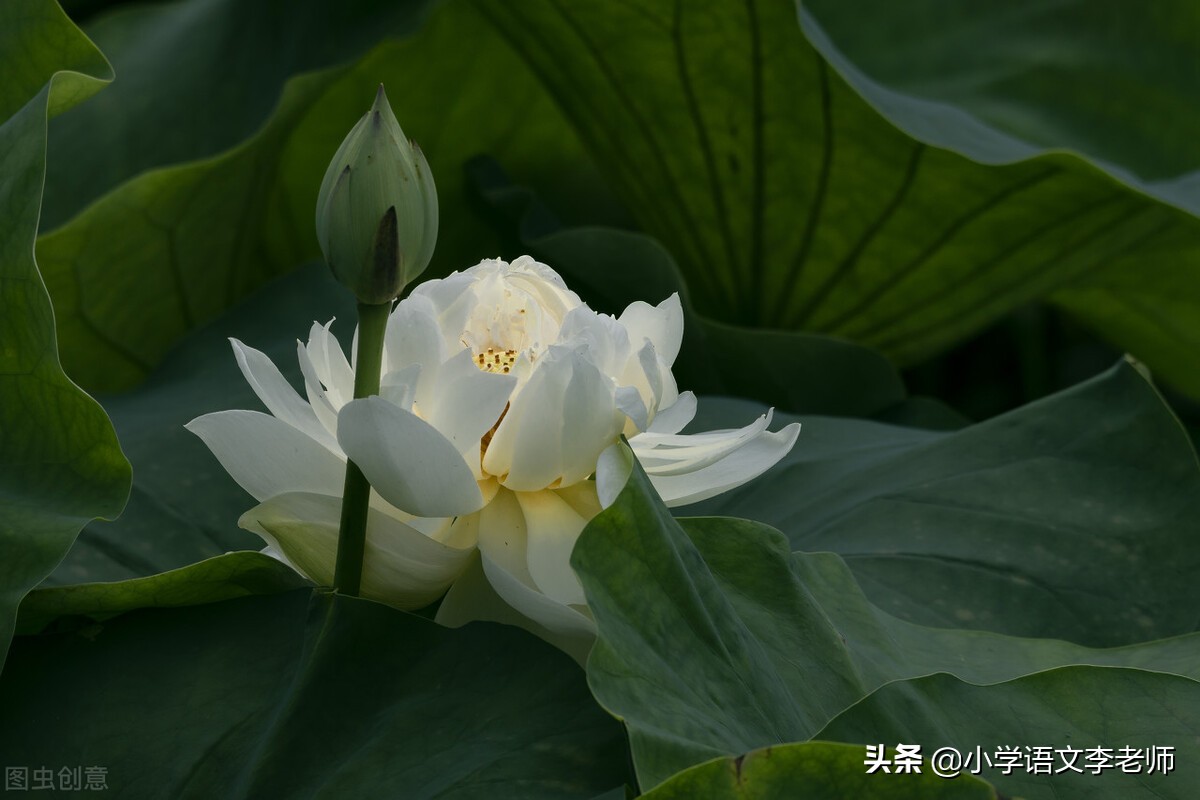 三年级语文下册《荷花》课文解析，还有课堂笔记总结
