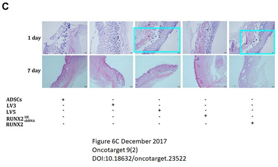徐州医科大学附属医院发表的SCI论文因图片疑似重复被质疑
