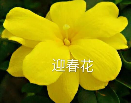 迎春花长什么样子的（迎春花品种介绍大全）