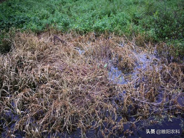除草剂致死除草剂敌草快