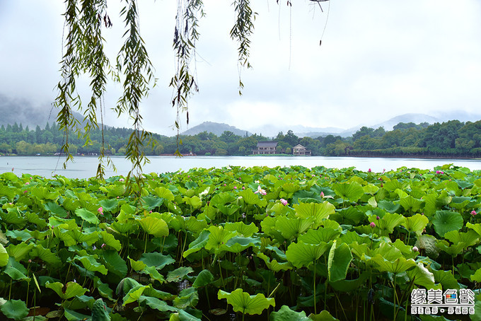 烟雨西湖，美丽如画，美妙如诗