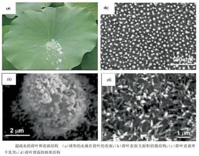 荷叶为什么不沾水？超高分辨率显微镜下，才知出淤泥而不染的原因