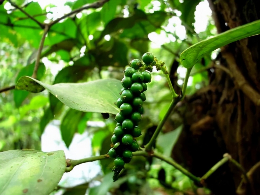 胡椒(piper nigrum)屬於胡椒目胡椒科,是胡椒屬中的一種開花藤本植物