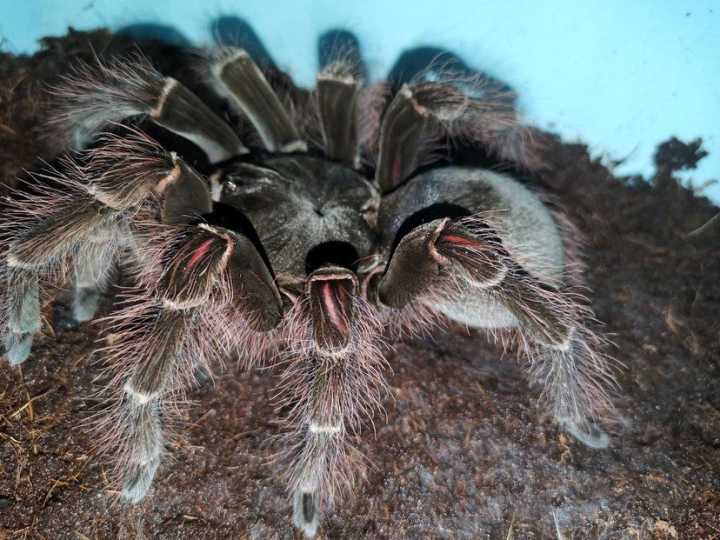 云南发现能吃鸟的蜘蛛 俗称地老虎 不但吃鸟还吃蛇 毒液很珍贵 天天看点