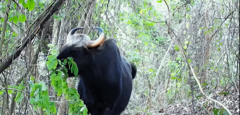云南省首次拍摄印度野牛宝宝，体型最大的牛，也是一级保护动物。