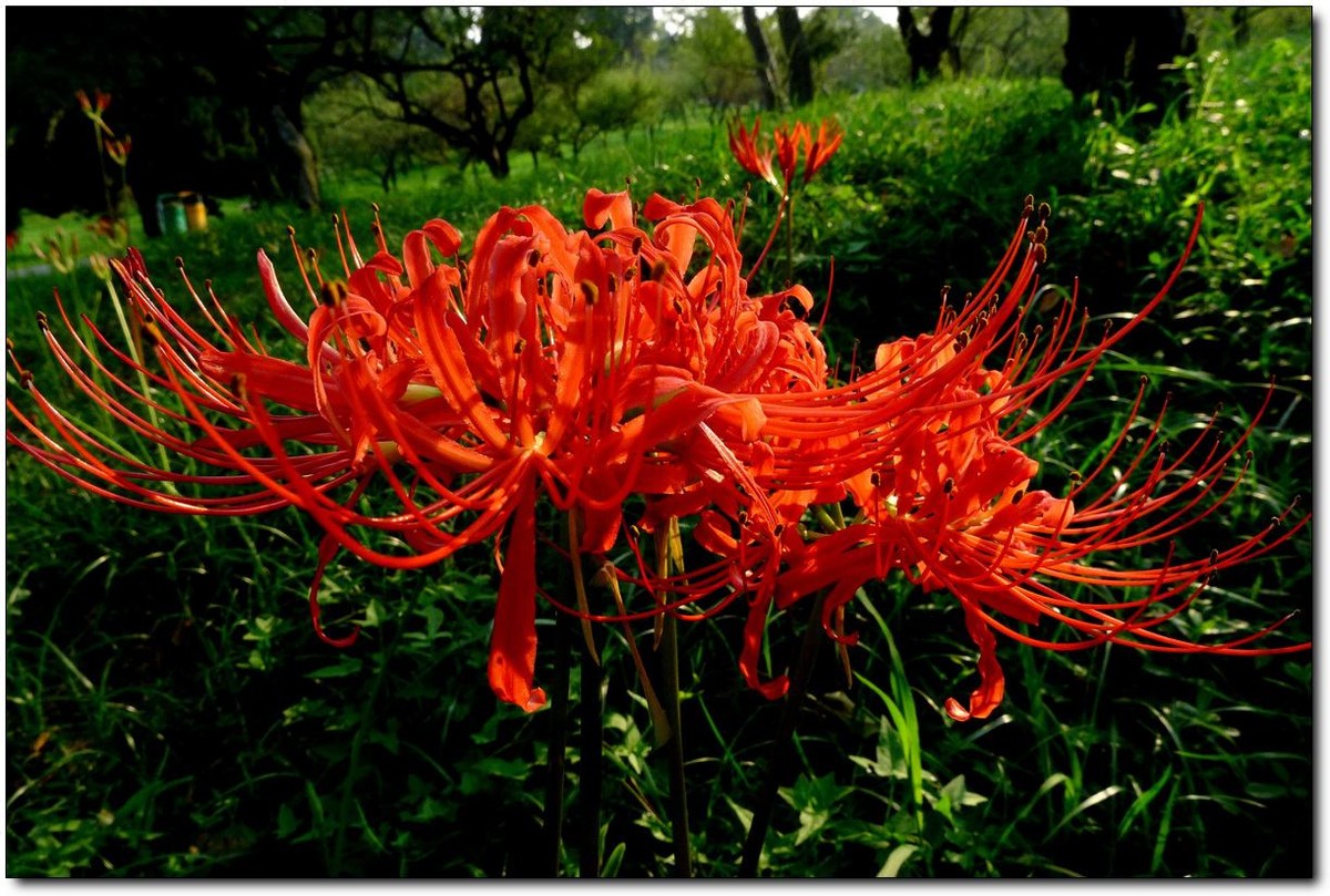 盘点6种冥界之花有的很美有的很贵你见过几种