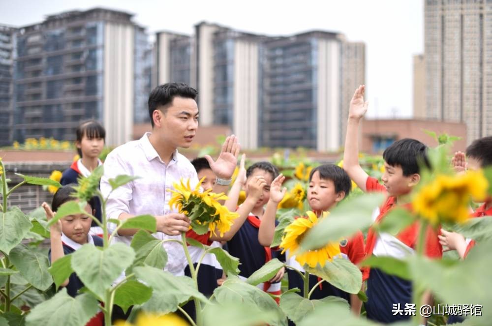重庆一小学楼顶种14000株向日葵，盘点别人家学校的花式楼顶风光