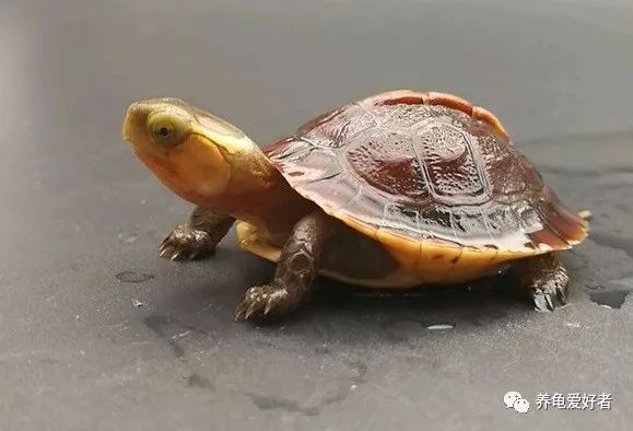 乌龟的天敌（龟的最大的天敌还是我们人类）