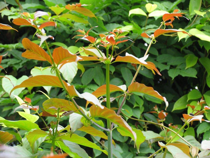 勾丁的功效与作用(勾丁的功效与作用与主治)-我的快乐小窝