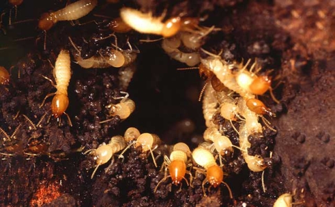 专业灭白蚁公司为何能有效灭白蚁？全靠这点