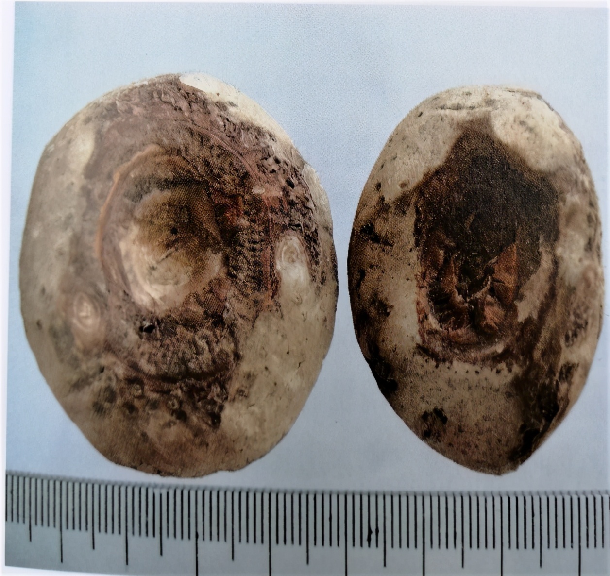 天南星的功效与作用燥湿化痰祛风止痉