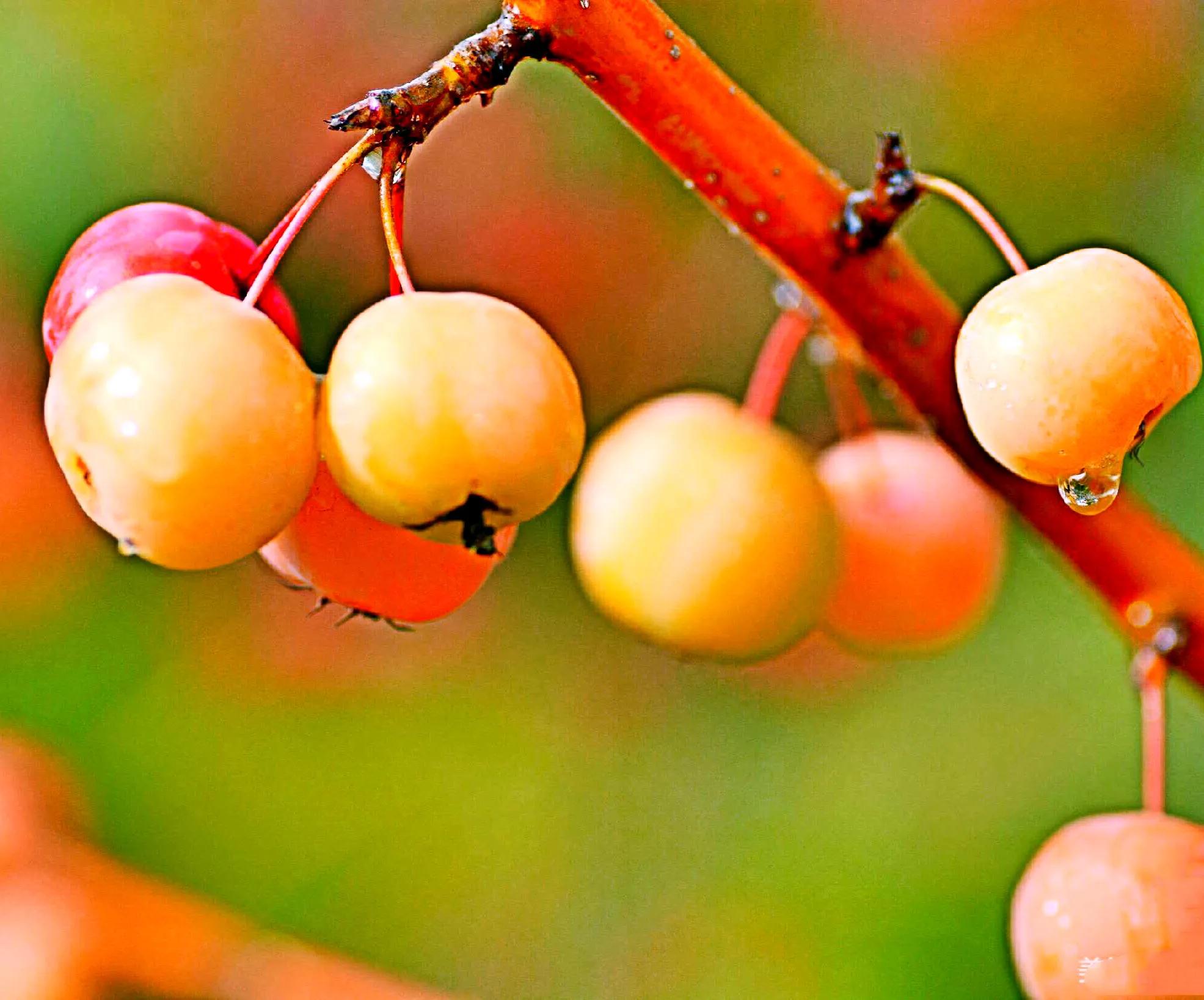 冬天海棠果子的优美句子_晶羽科技