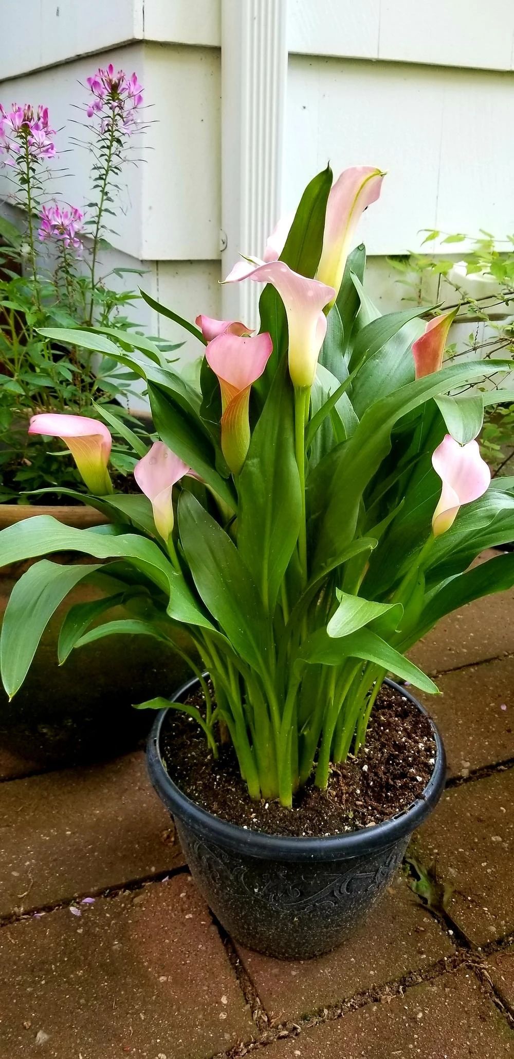 马蹄花怎么养有什么功效(盆栽马蹄莲养护指南)