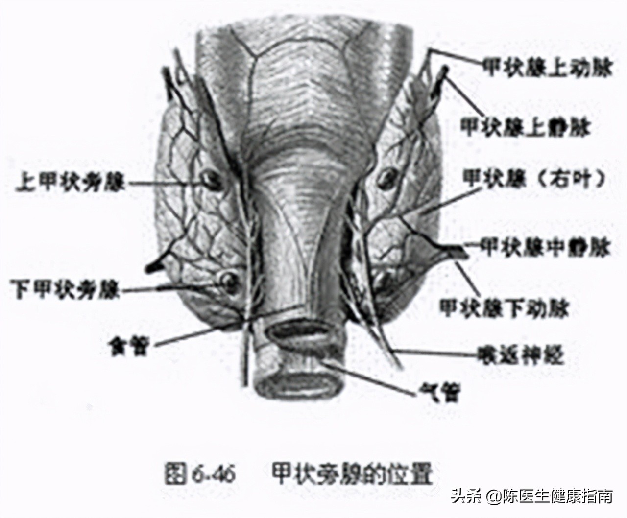 维生素D3、骨化三醇、阿尔法骨化醇，区别在哪里？到底该怎么选？