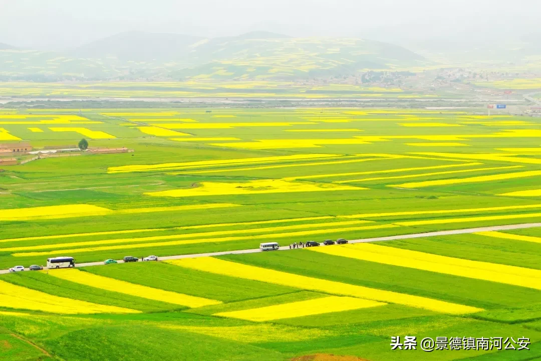 诗词丨17首油菜花诗词：打团飞入菜花去，自信世间无别香