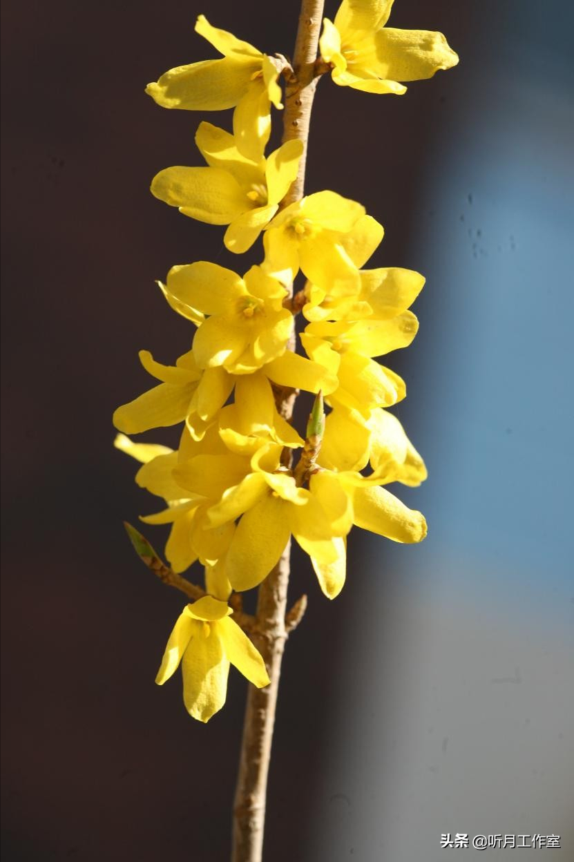 连翘花舞春幽美，淡淡花香惹人醉