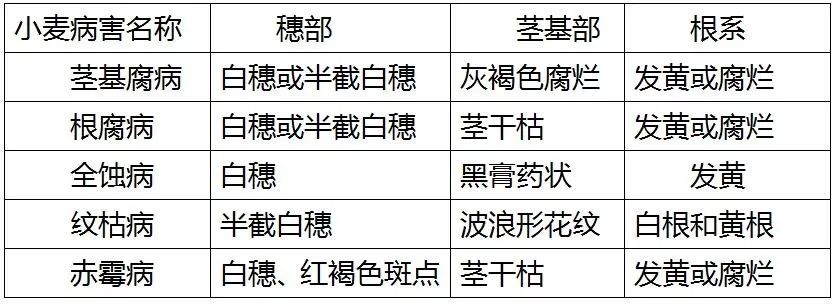 小麦茎基腐病（小麦茎基腐病的原因及防治措施）