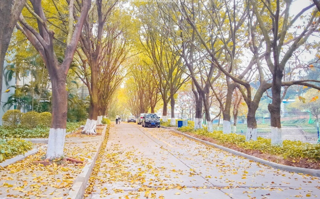 2021年深圳大学计划招生6850人，还有一些小变化，考生们注意了