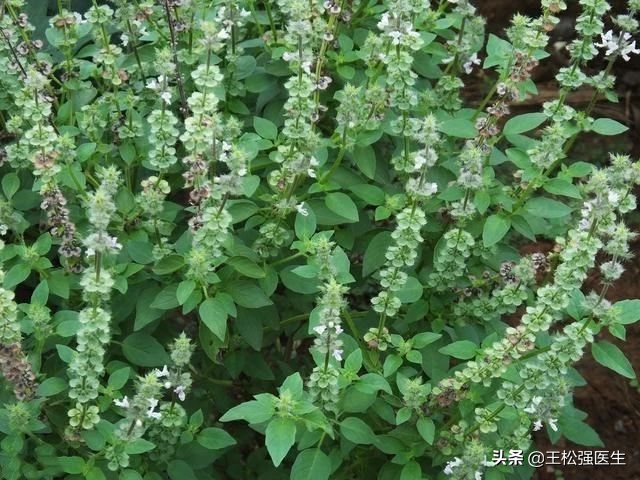 中药 -------荆芥