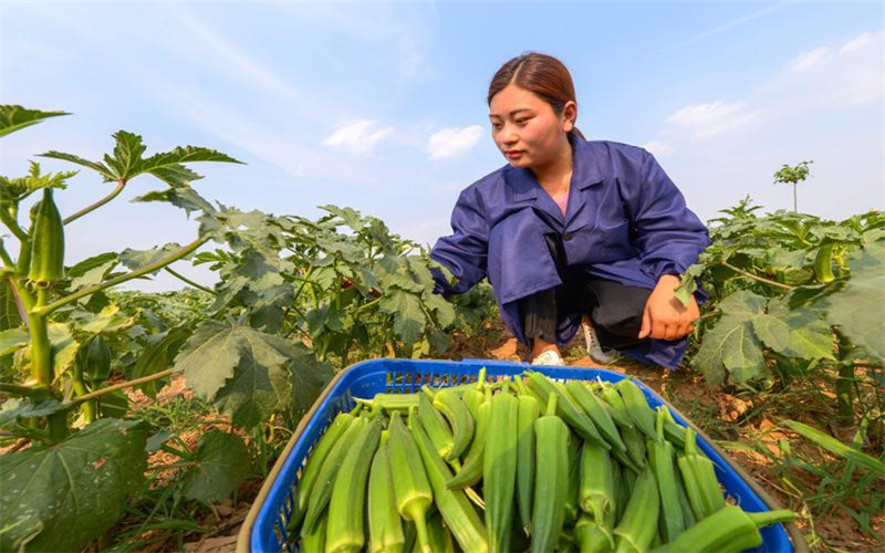 2021年在农村，将有哪些比较火的特色种植项目？推荐一下