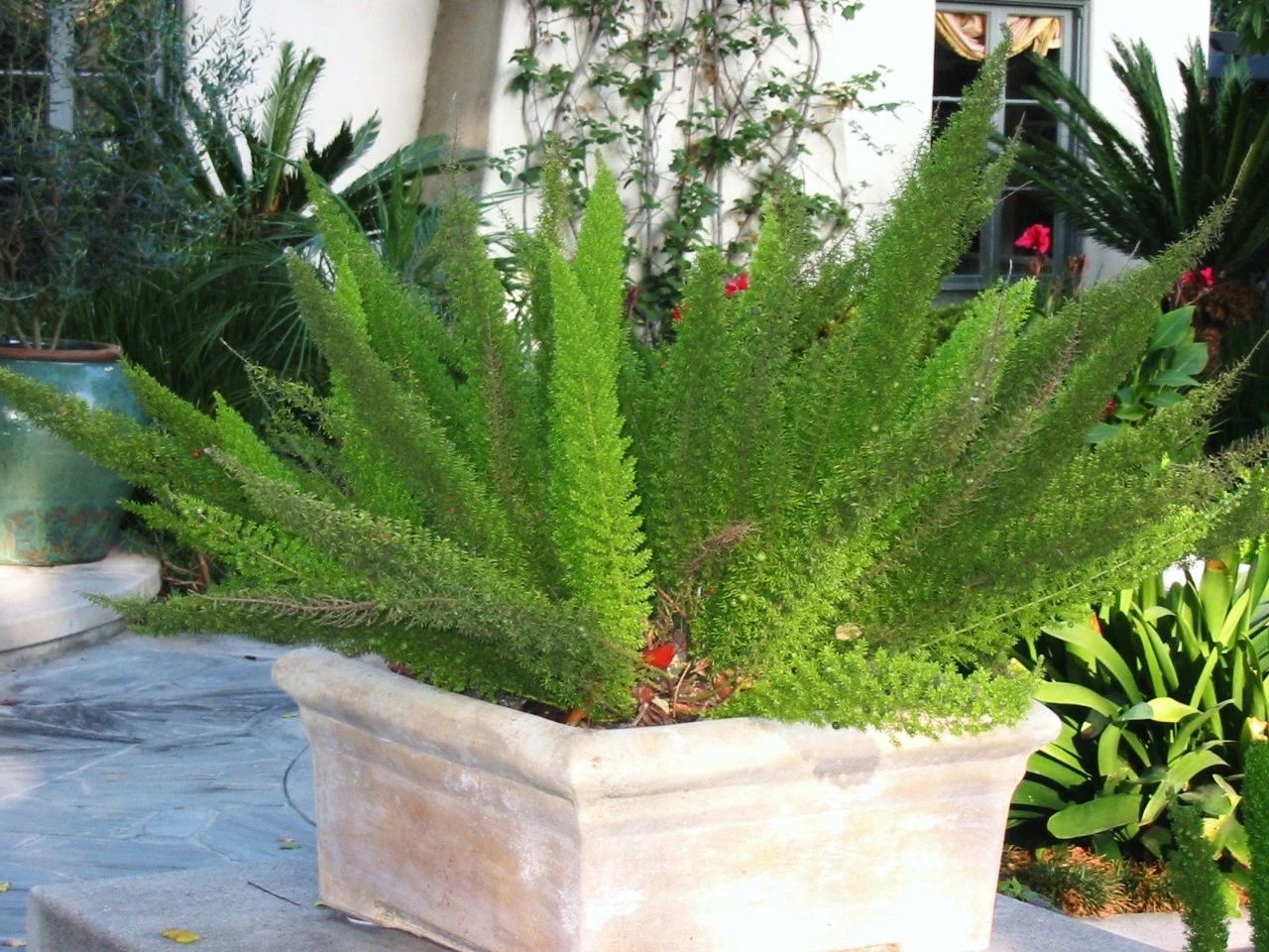 天门冬图片及类型(非常小众的狐尾天门冬盆栽介绍)