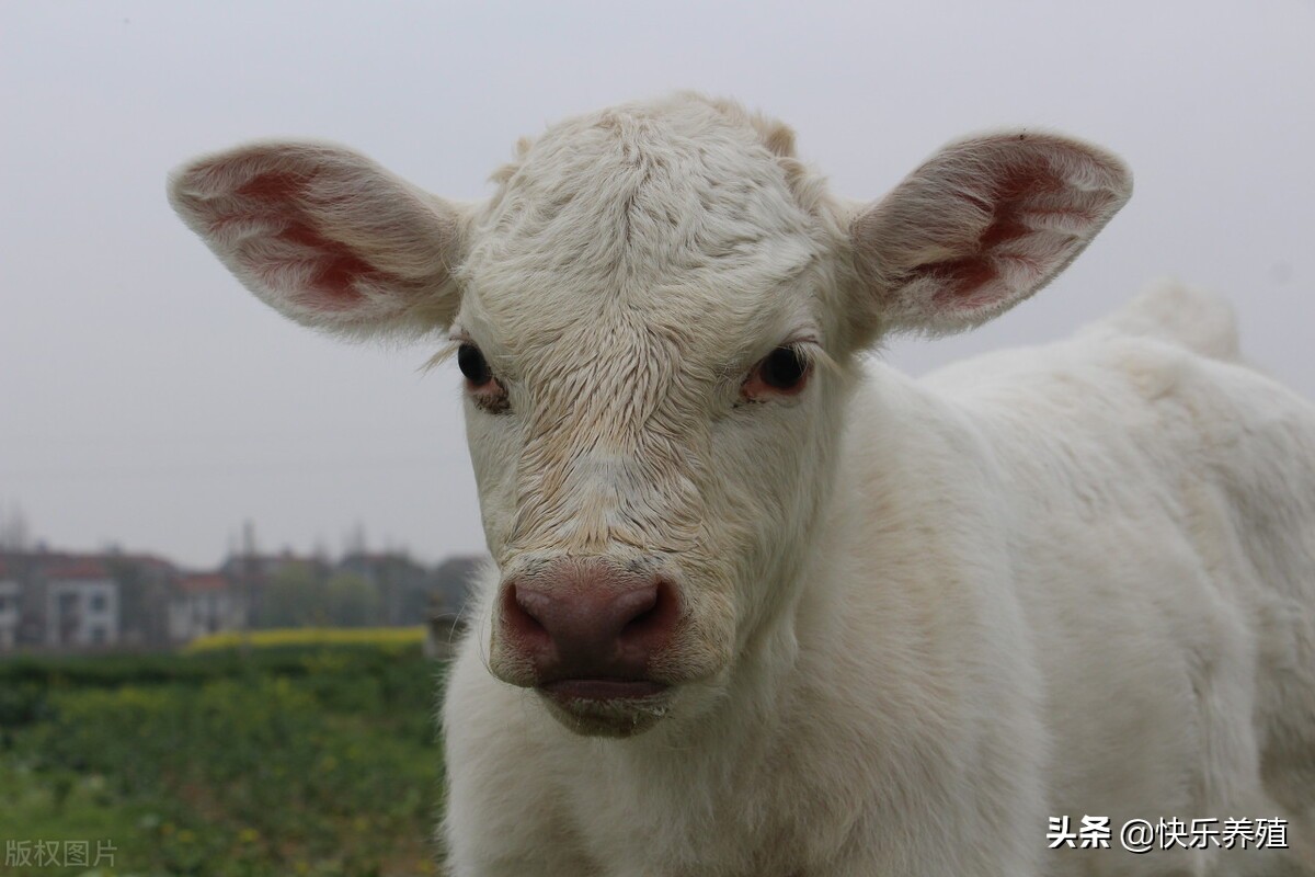 现在牛价怎么样？养牛还能赚钱吗？