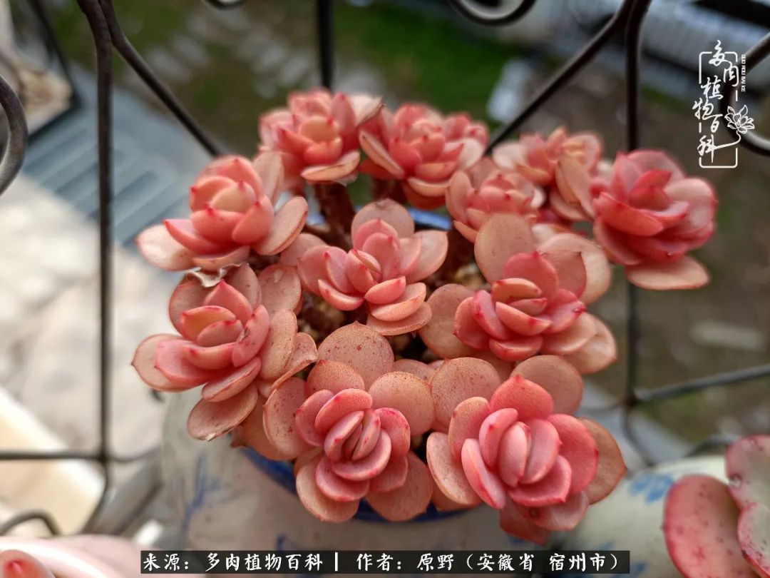 我心观世界：生活与多肉，应无所住而生其心