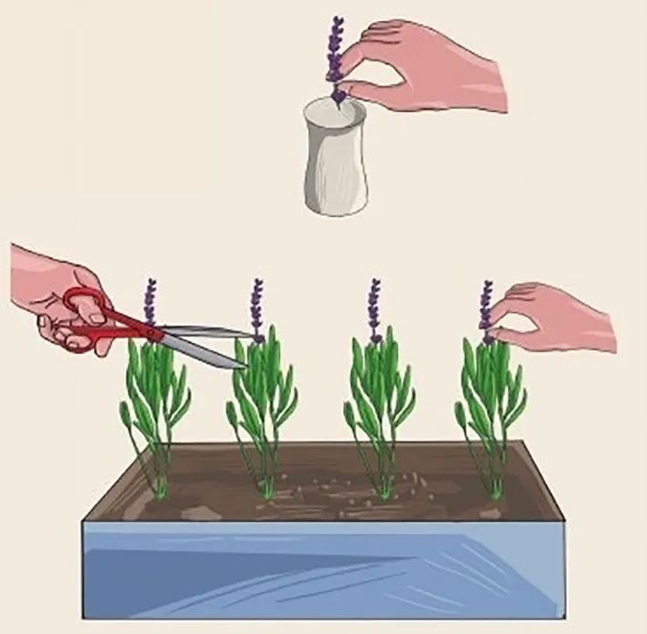 薰衣草种子（芳香四溢的薰衣草阳台上的种植方法）