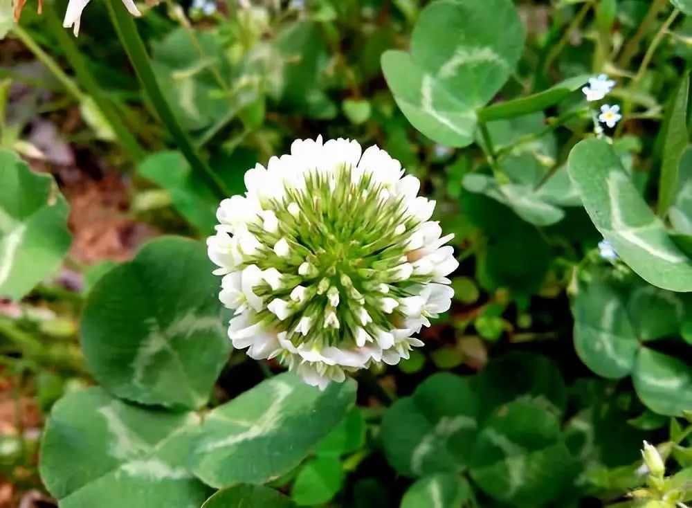 白花车轴草是三叶草吗（白三叶草植物的习性特征）