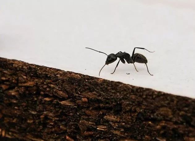 神奇动物在哪里？这些大工校园里的神奇动物你们见过哪些呢？