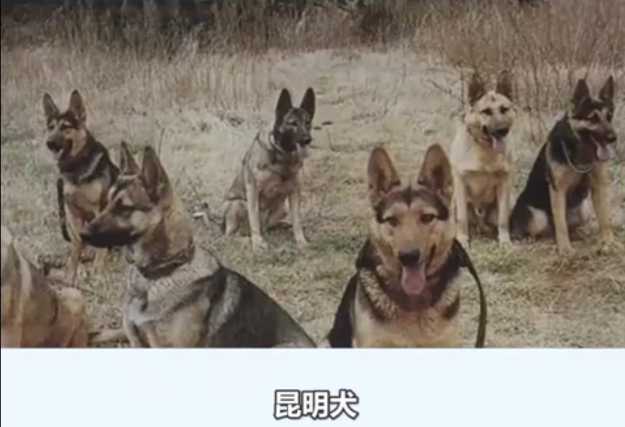 因爱而生，为你而来——你知道如何通过外貌判断狗狗健康吗？