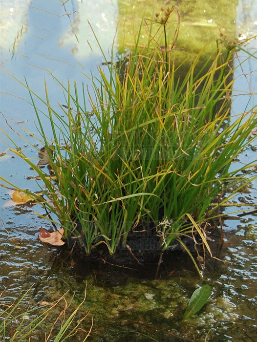 三楞草,见过吗?能治风湿筋骨痛,左瘫右痪