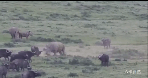 在南非野牛的头和白犀牛的角斗中，犀牛保护了小牛，怀疑野牛是领地。