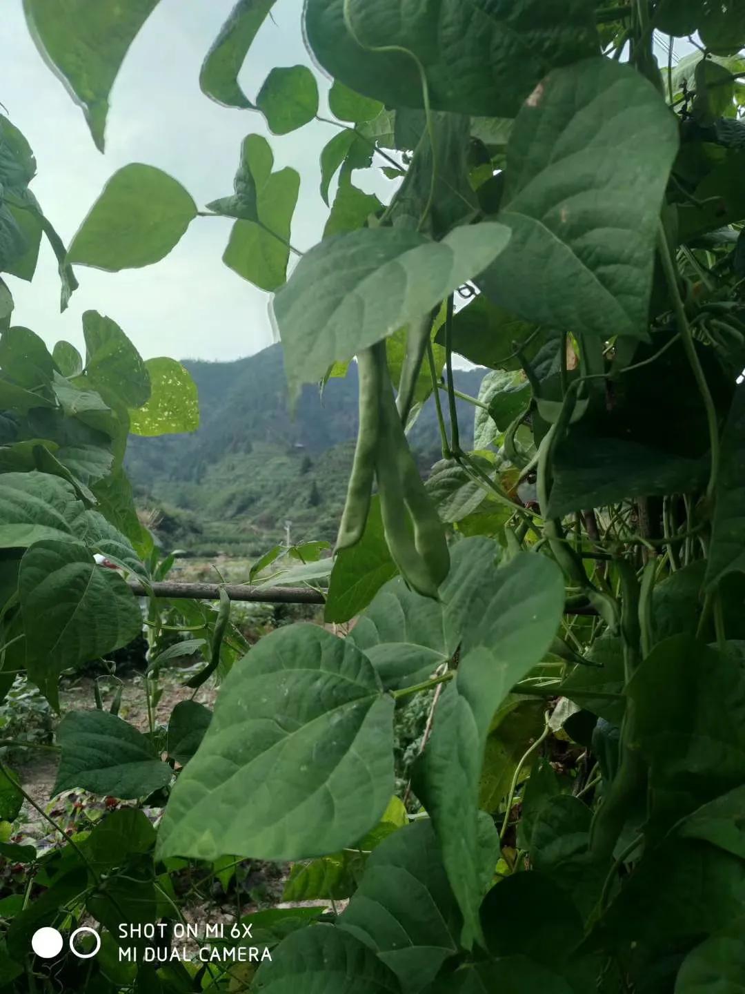 关于菜的句子发说说(田里摘菜的句子说说) _晶羽文学网