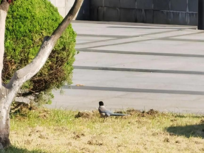 高清大图惊艳来袭！江苏这些“校花”神仙颜值，你Pick哪一个