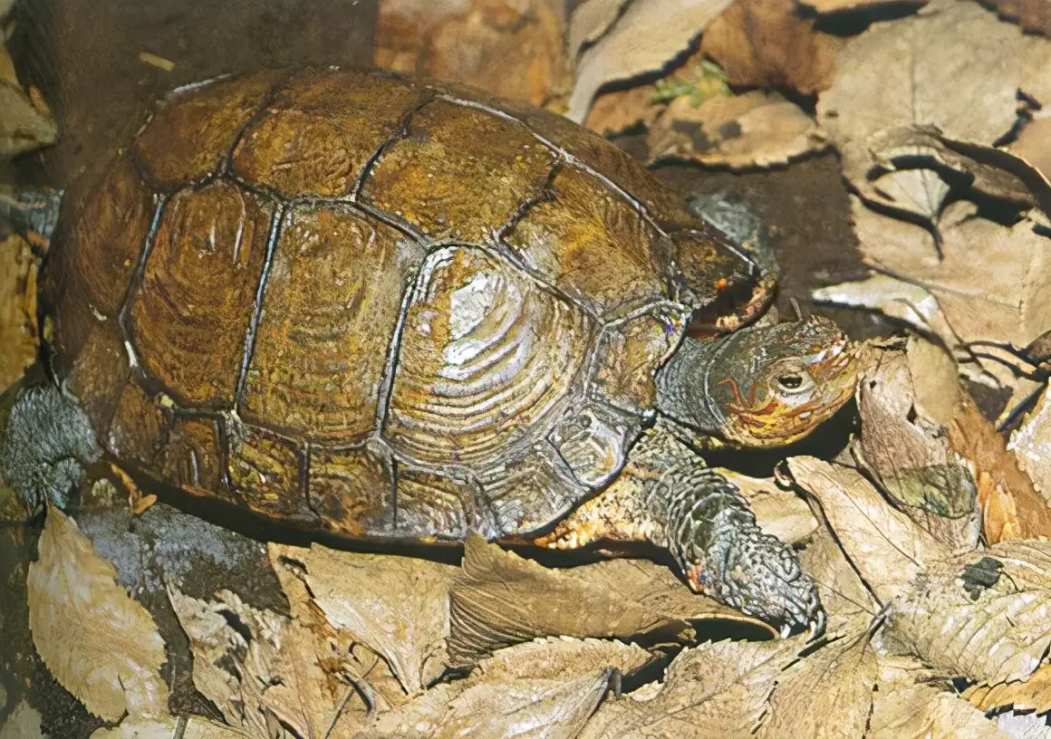 乌龟的种类图片及名称（乌龟的品种图片）